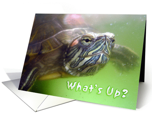 What's Up? ~ Turtle card (925272)