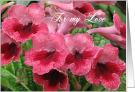Romantic Red flowers - watermelon wine (’’cape primrose’’) card
