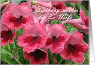 Romantic Red flowers - watermelon wine (’’cape primrose’’) card