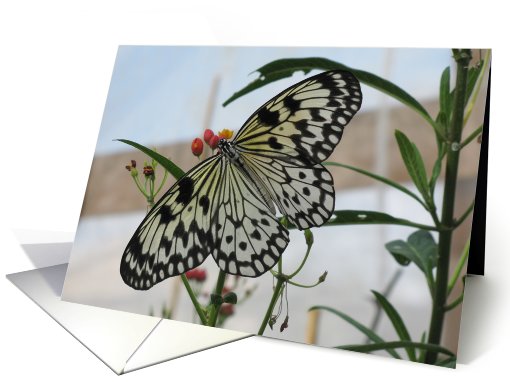 Tree Nymph Butterfly  card (691054)