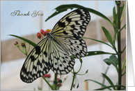 Tree Nymph Butterfly Thank You card