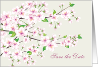 Save the date, Wedding Anniversary - Cherry blossom card