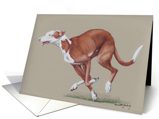 Ibizan Hound Birthday card (1117542)