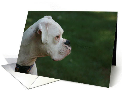 White Boxer card (375877)