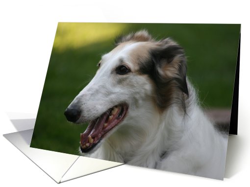 Happy Birthday Day Borzoi card (449623)