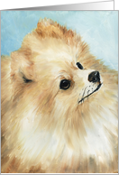 Pomeranian Birthday card