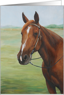 Quarter Horse Birthday card