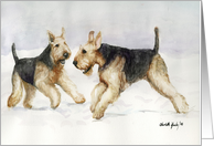 Airedales Playing in Snow card