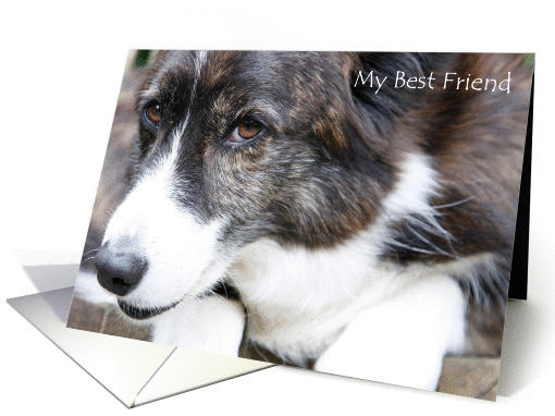 Friendship - corgi Dog Portrait photography card (709314)