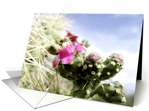 Happy Birthday, Pink Cactus Flower and needles photography card