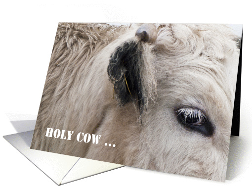Holy Cow Happy Birthday, almost forgot, cow portrait photography card