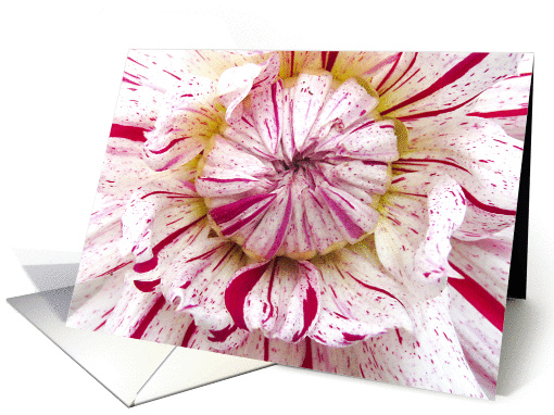Get well soon, close up white pink Dahlia flower photography card