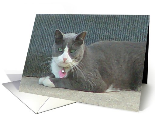 Soft Grey Kitty card (490651)