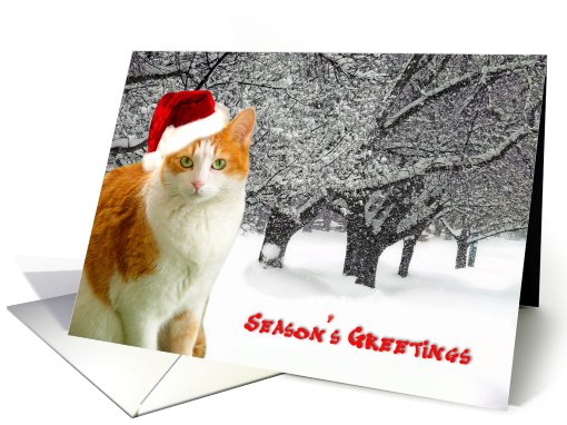 Cat In Christmas Snow card (492799)