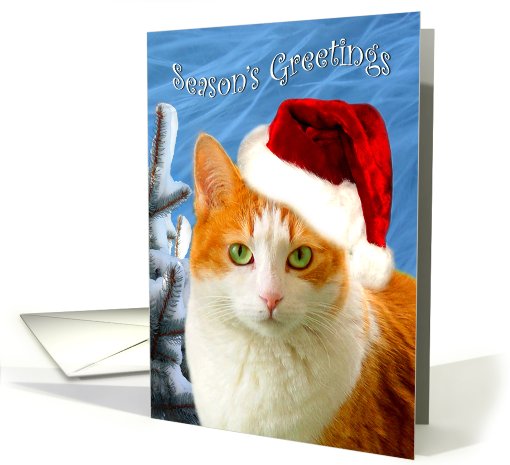 Christmas Cat With Snowy Pine card (492807)