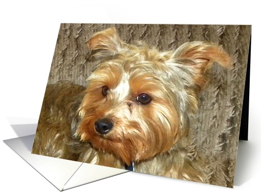 Adorable Yorkshire Terrier card (602813)