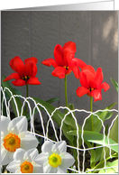 Garden Gifts, Tulips & Daffodils card