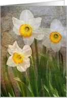 Time Worn Floral, white Daffodils card