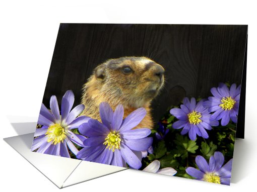 Marmot Pops Up card (615208)