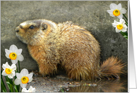 Adorable Spring Marmot card