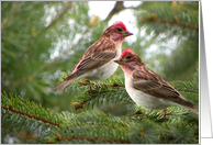 Two Cassin’s Finches on pine bough card