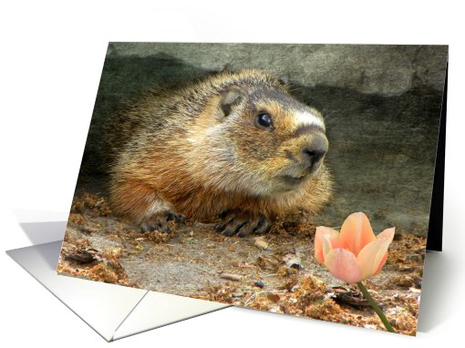 Marmot Smile card (623609)