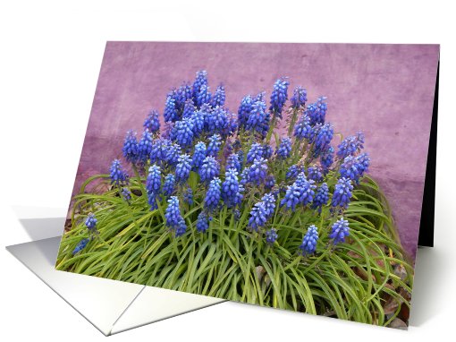 Gorgeous Grape Hyacinths card (624130)