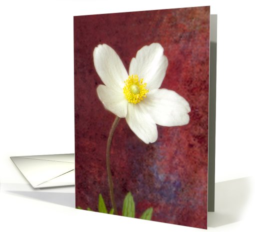 Single White Anemone card (624132)