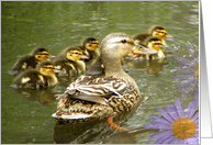 Adorable Duck Babies card