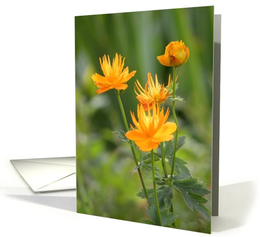 Golden and Orange Flowers card (652768)