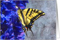Swallowtail Butterfly on Blue Floral card