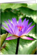 Blue Waterlily card
