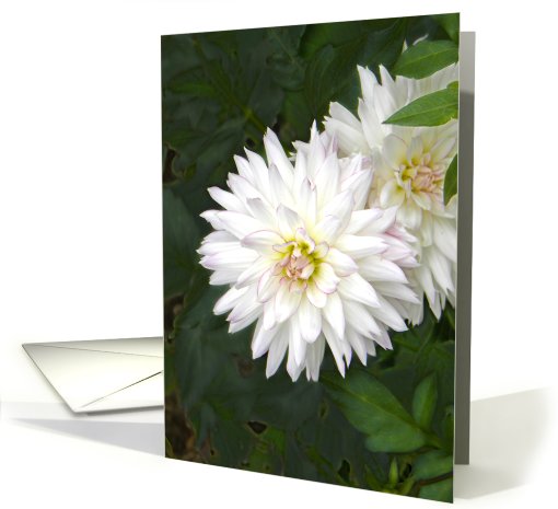 Dazzling White Dahlia card (705205)