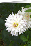 Dazzling White Dahlia card