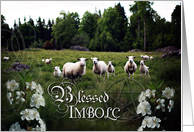 Blessed Imbolc, Sheep in Field, White Flowers, Pagan card