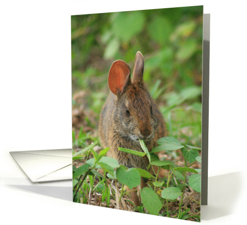 Wild Bunny Eating Grass- Blank card (371612)