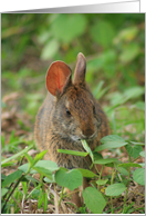 Wild Bunny Eating Grass- Blank Card