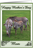 Happy Mothers Day with Zebra Family photo card