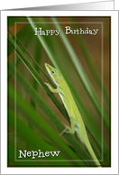 Happy Birthday Nephew with Green Lizard on Palm Photo card