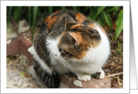 Calico Cat Photo Blank Card