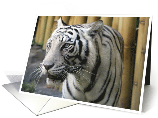 White Tiger Portrait Photo card (565011)