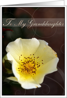 Thinking of You Granddaughter with Pretty Soft Yellow Rose card