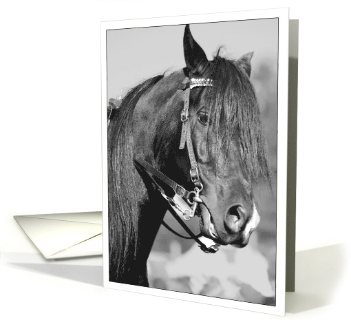 Horse photo in Black and White blank card (755748)
