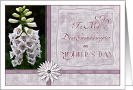 To my Dear Granddaughter on Mothers Day with Foxglove Flowers card