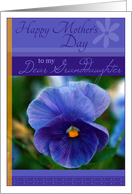 Happy Mothers Day to My Dear Granddaughter with Violet Pansy card