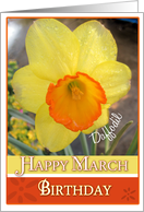 Happy March Birthday- Daffodil card