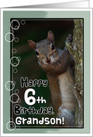 Grandson 6th Birthday with Squirrel card