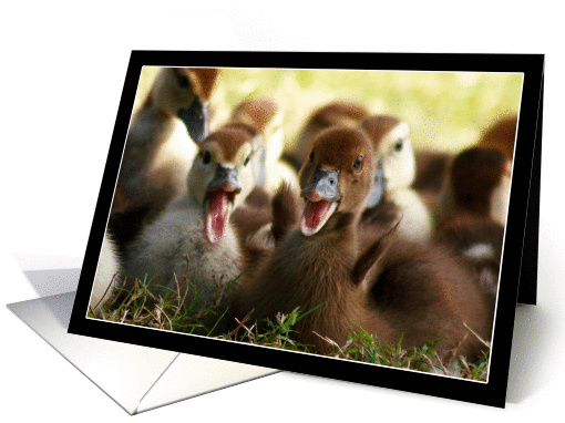 Cute Baby Ducks card (887169)