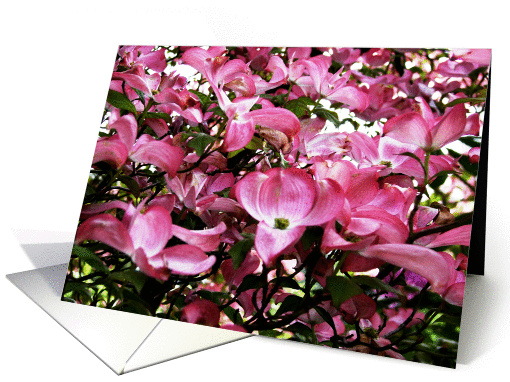 Blank Note Cards, Pink Dogwood Tree, Pink Flower Blossoms card
