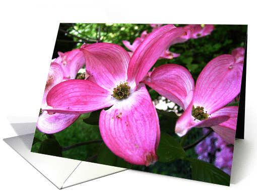 Blank Note Cards -  Pink Dogwood Tree card (374819)